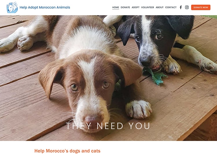 Help Adopt Moroccan Animals